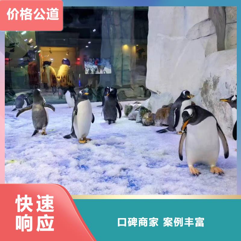 企鹅展览让利促销