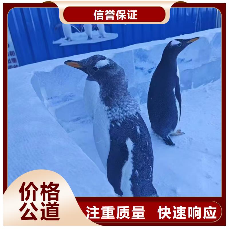 帽带企鹅质量保证