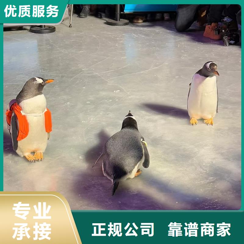 巴布亚企鹅样式众多