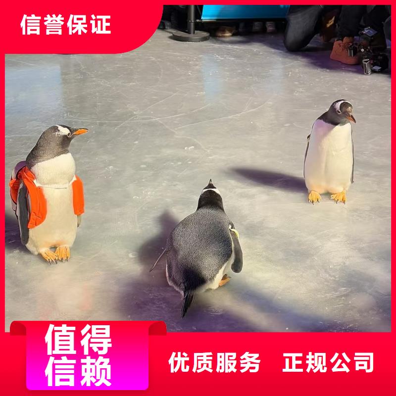 帝企鹅 优势特点