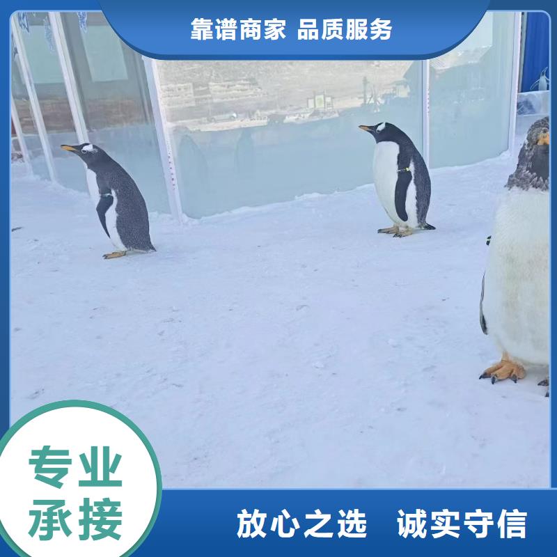 帽带企鹅质量保证