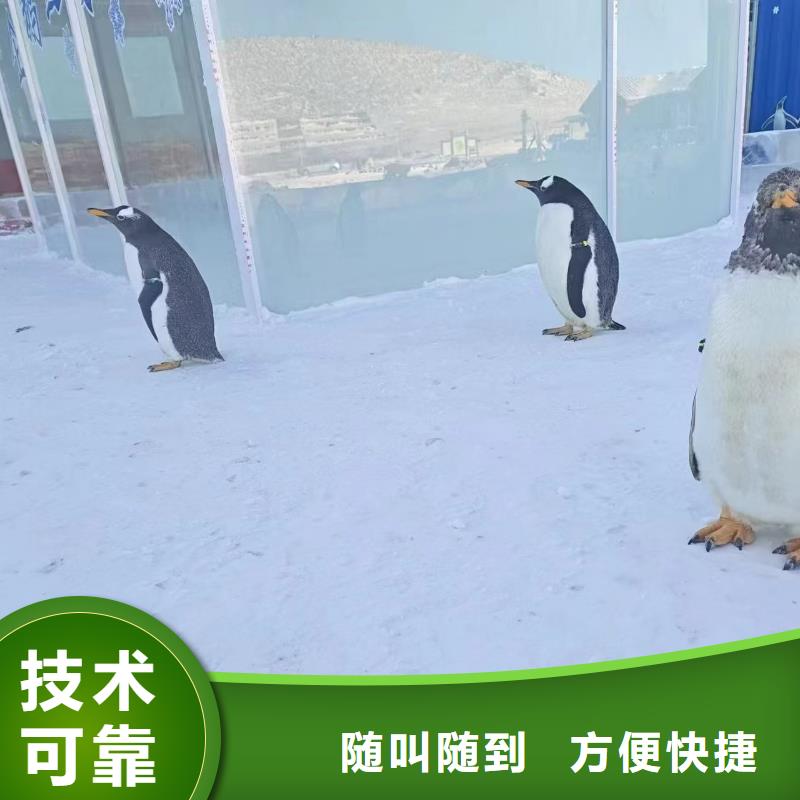 巴布亚企鹅样式众多