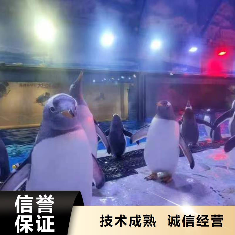 巴布亚企鹅供应商