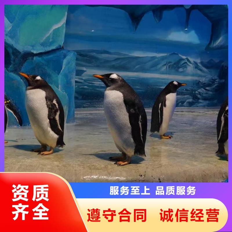 企鹅展览定制-实力厂家