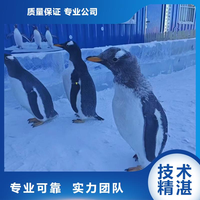 质量靠谱的企鹅展览厂家