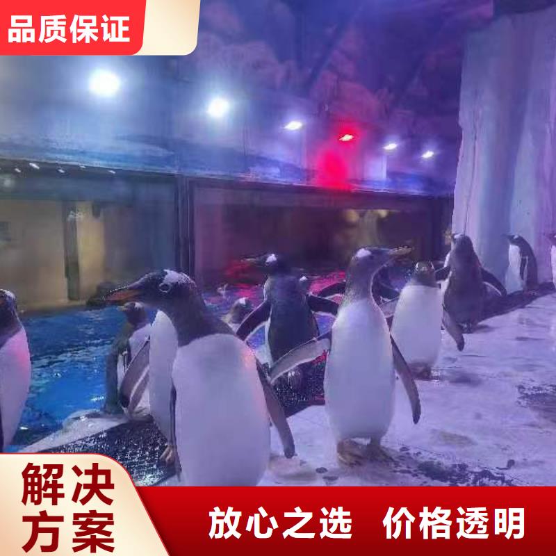 批发帽带企鹅_生产厂家