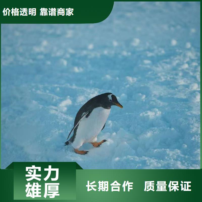 质量靠谱的企鹅展览厂家