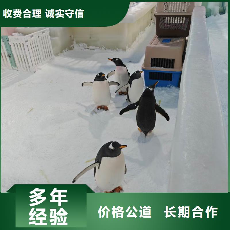 企鹅展览企业-可接大单