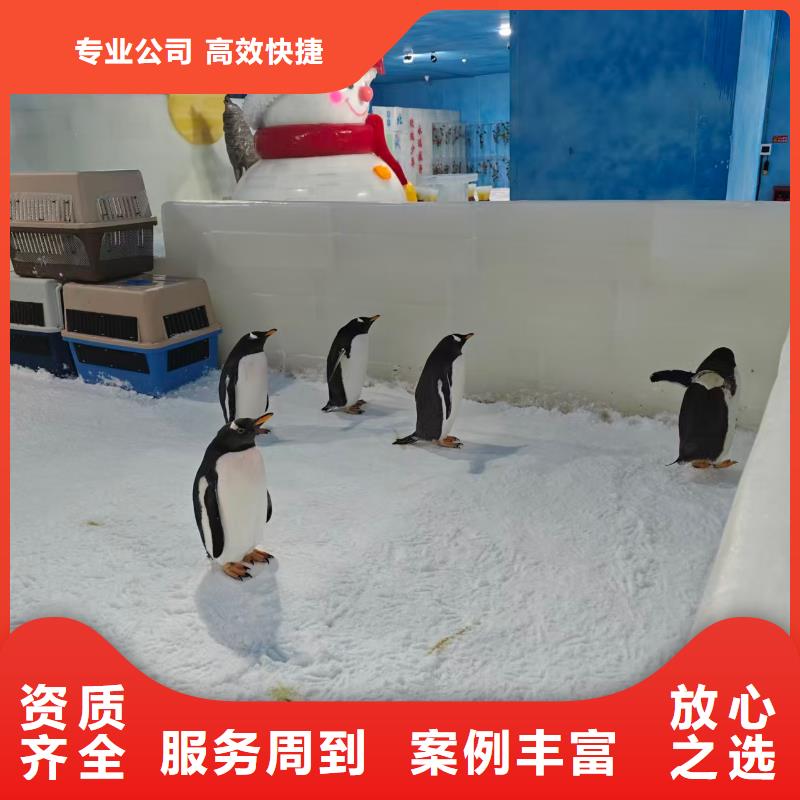 资讯:帽带企鹅生产厂家