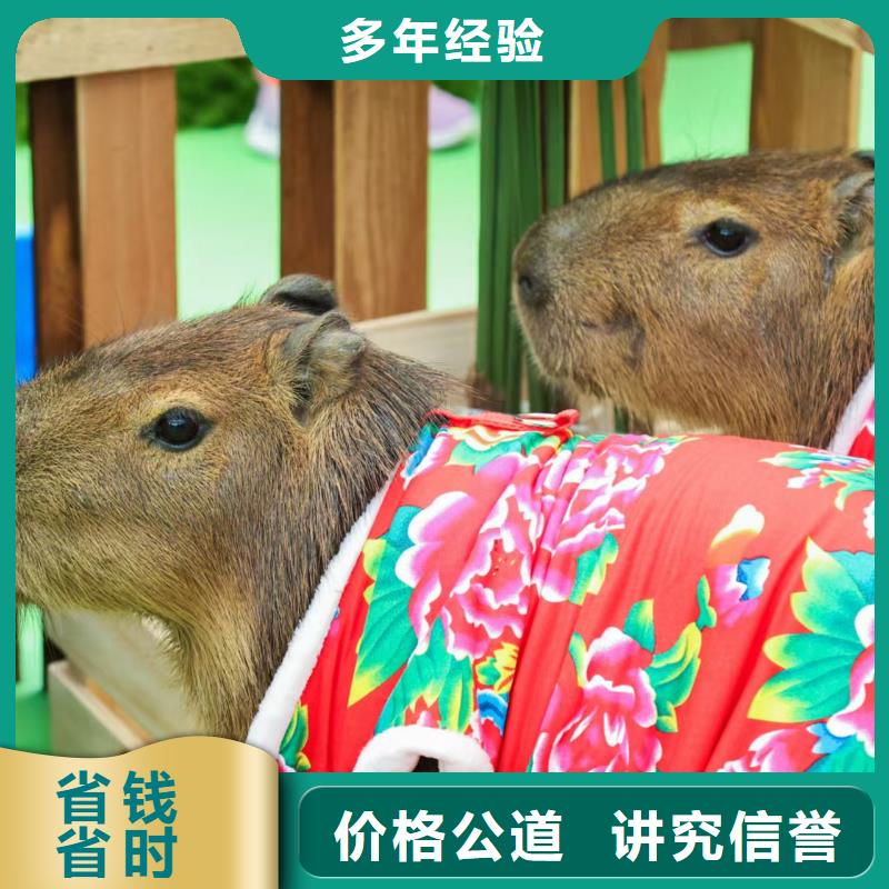 商场暖场公司发货快