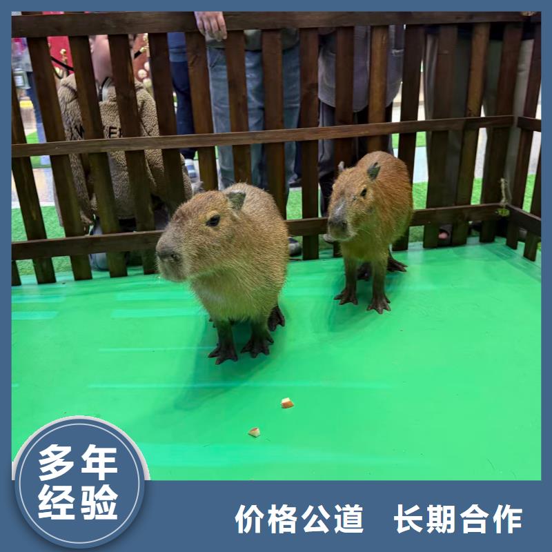 卡皮巴拉租赁供货商