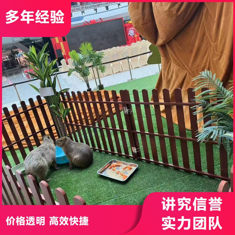 专业销售卡皮巴拉-保质