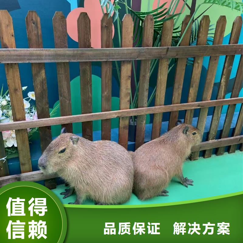 商场暖场公司发货快