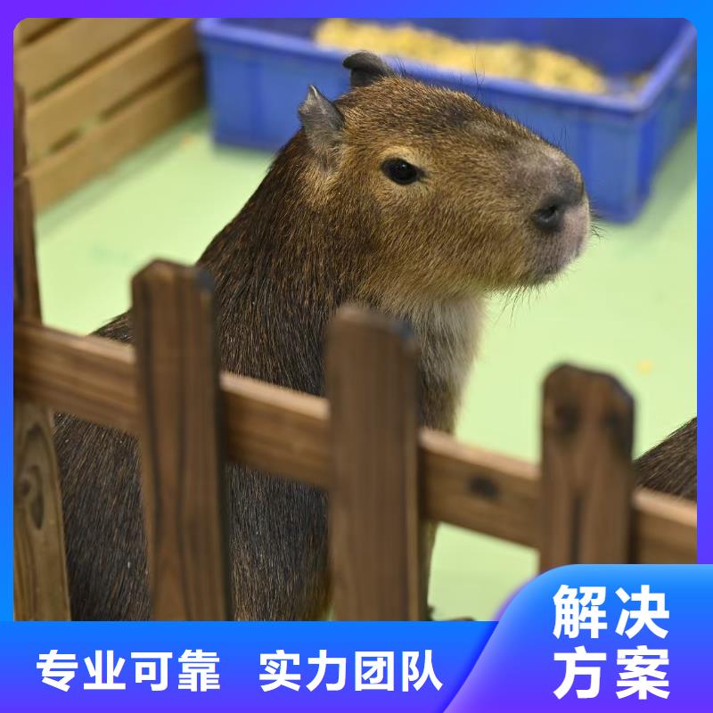 卡皮巴拉租赁供货商