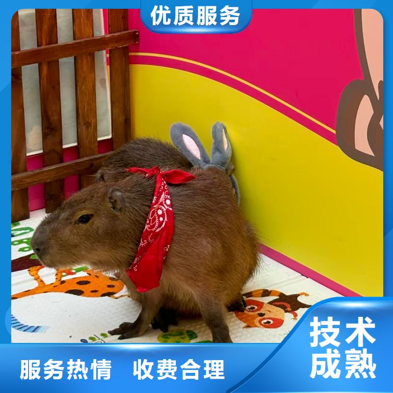 专业销售卡皮巴拉-保质