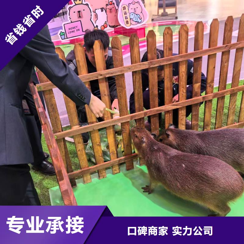 卡皮巴拉租赁供货商