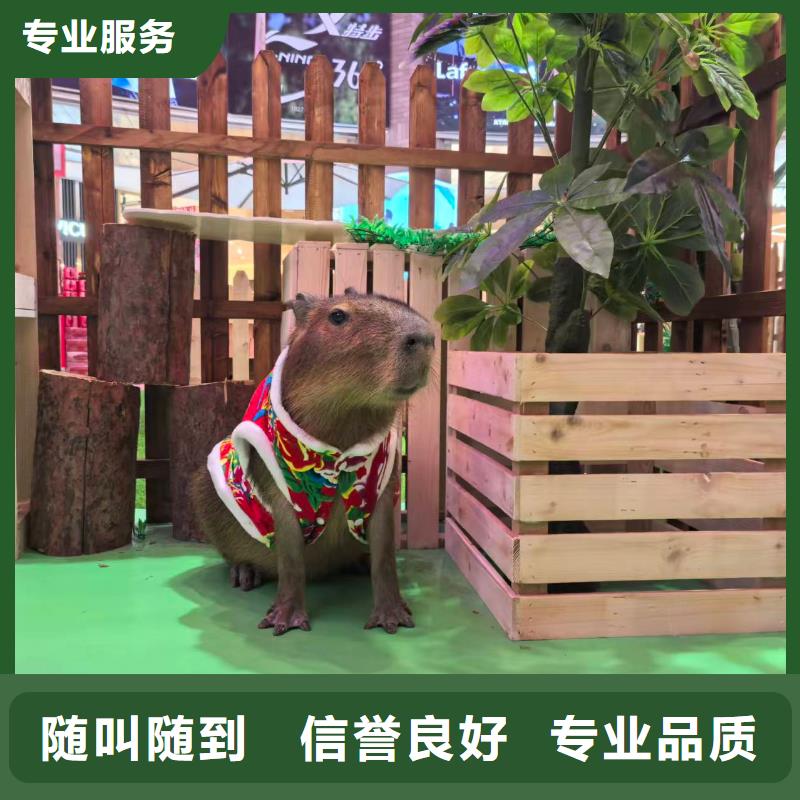 专业销售卡皮巴拉-保质