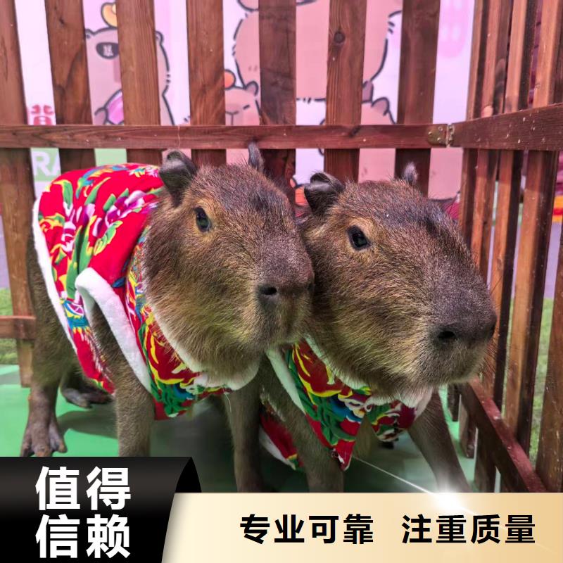 出租优势生产厂家-发货及时