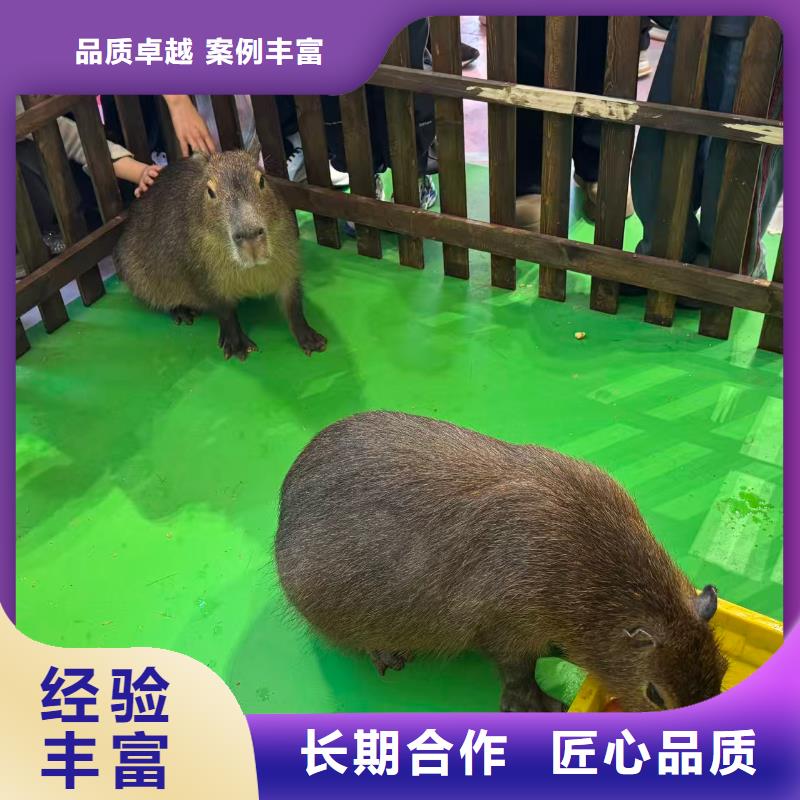 专业销售卡皮巴拉-保质