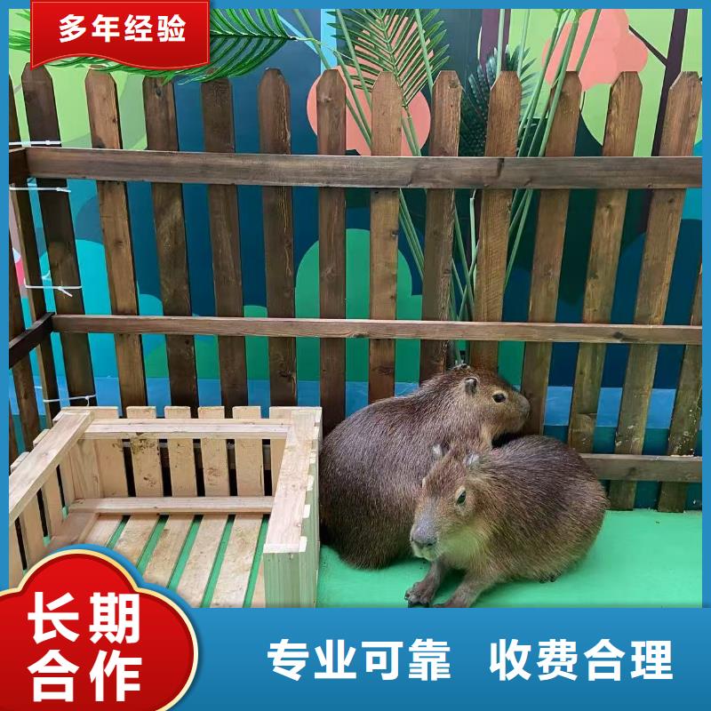 专业销售卡皮巴拉-保质