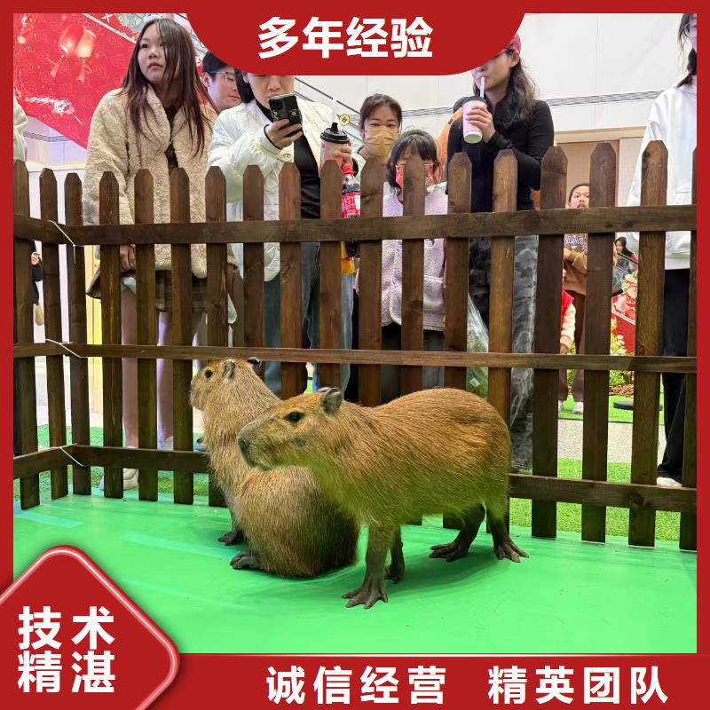 专业销售卡皮巴拉-保质