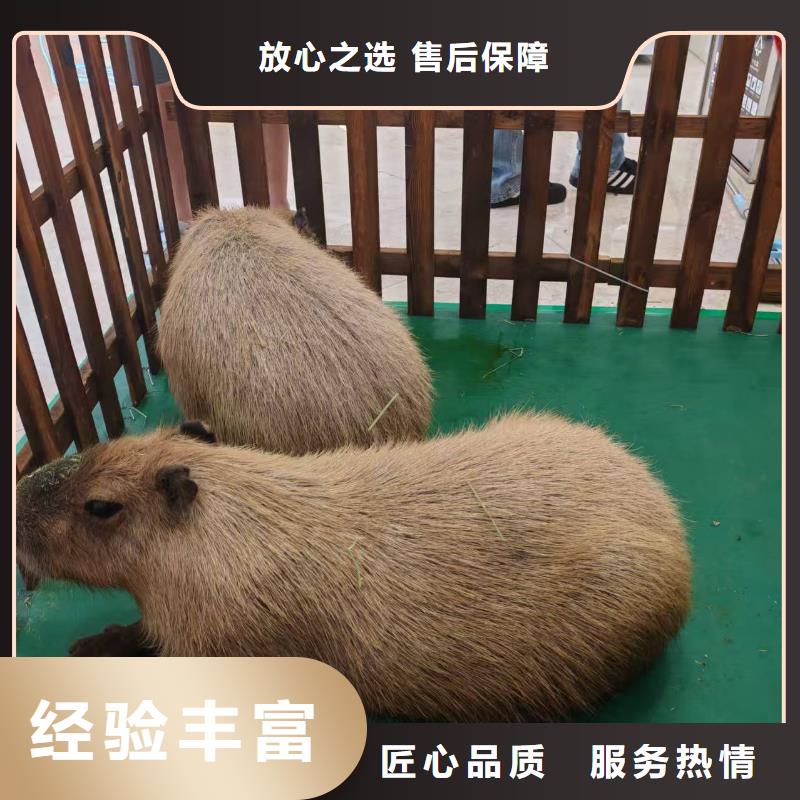 商场暖场公司发货快