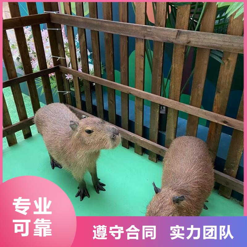 商场暖场公司发货快