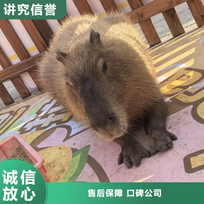 供应批发全年龄段适配-好评