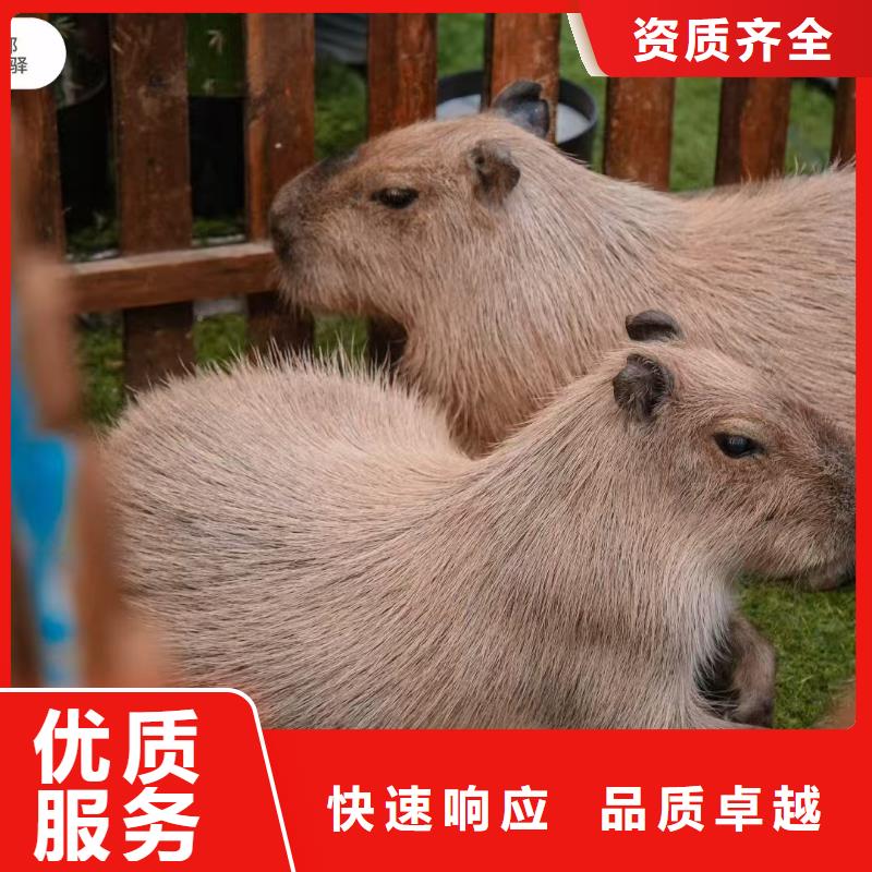 专业销售卡皮巴拉-保质