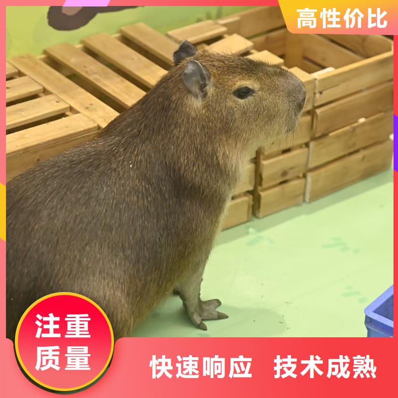 商场暖场公司发货快