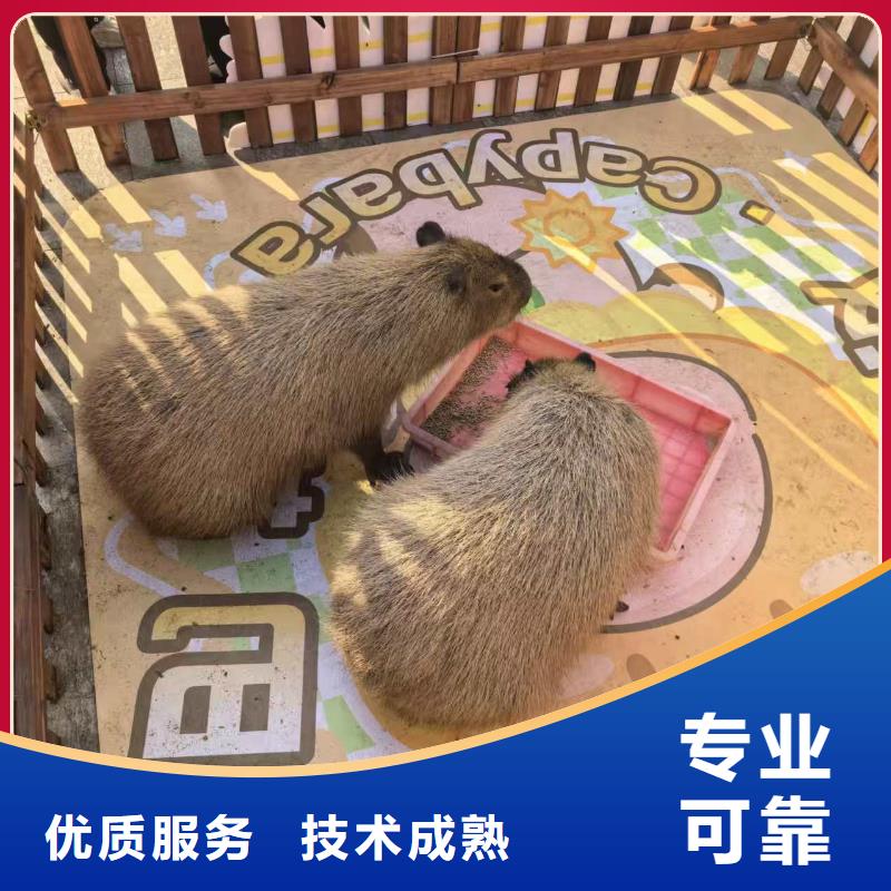 卡皮巴拉租赁供货商