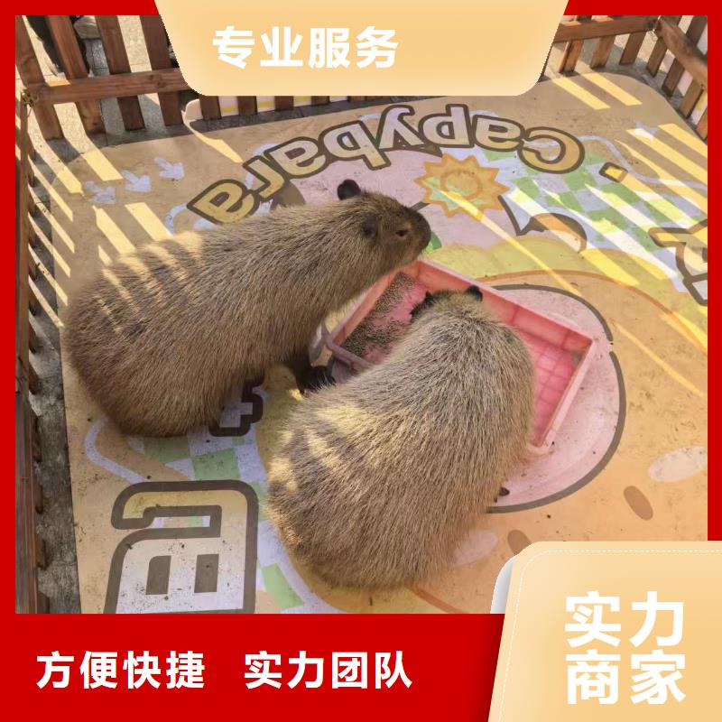 专业销售卡皮巴拉-保质