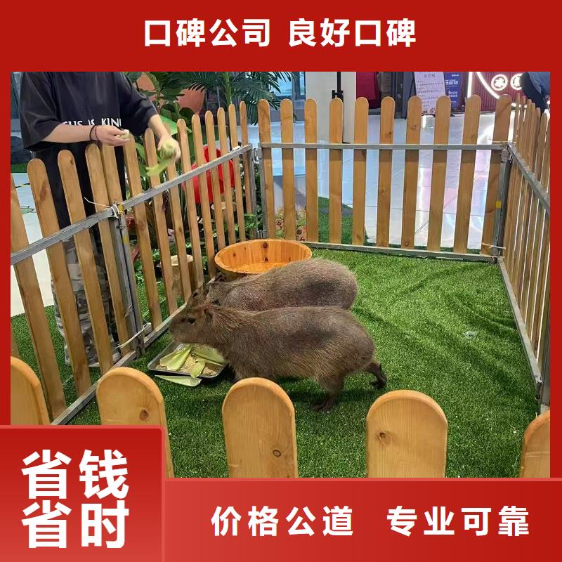 专业销售卡皮巴拉-保质