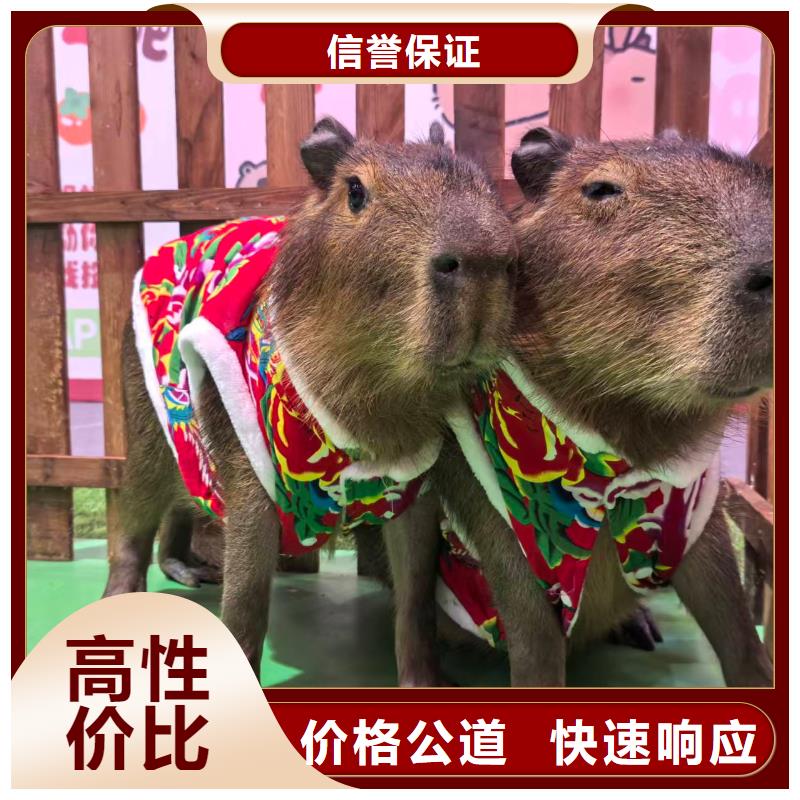 卡皮巴拉租赁供货商