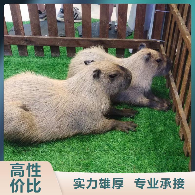 卡皮巴拉租赁供货商