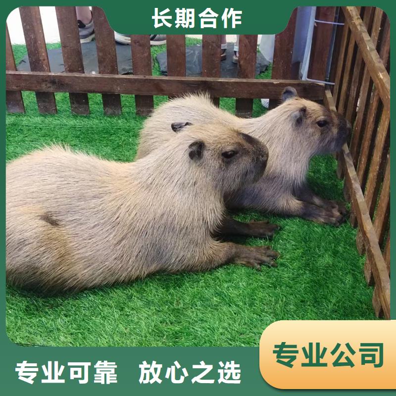 卡皮巴拉租赁供货商