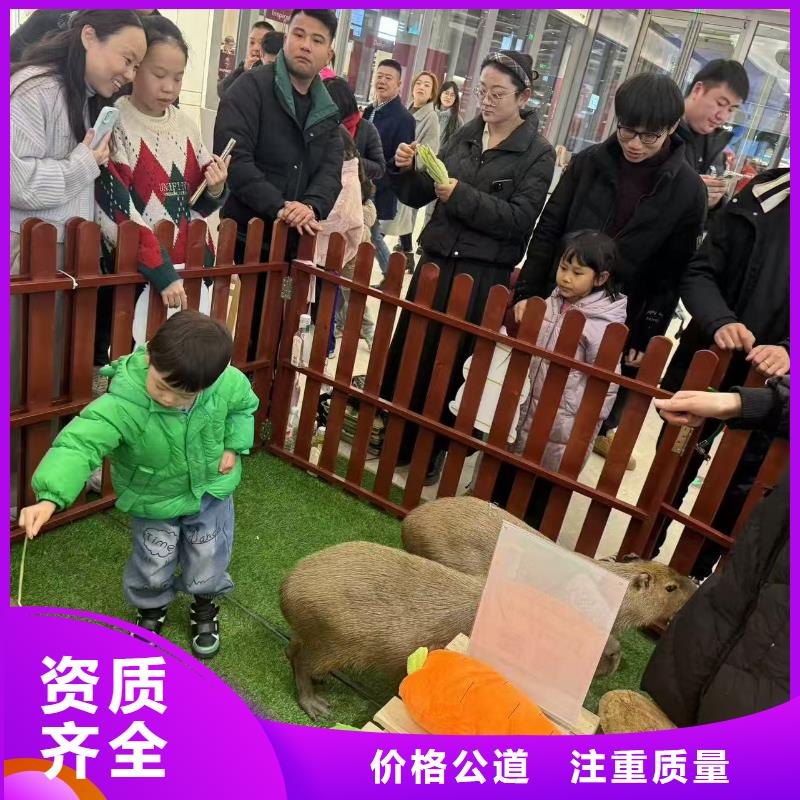 卡皮巴拉租赁供货商