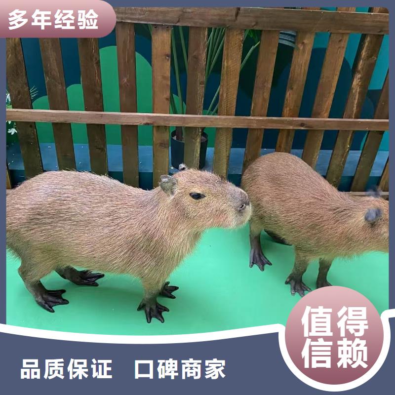 采购检疫标准必看-图文介绍