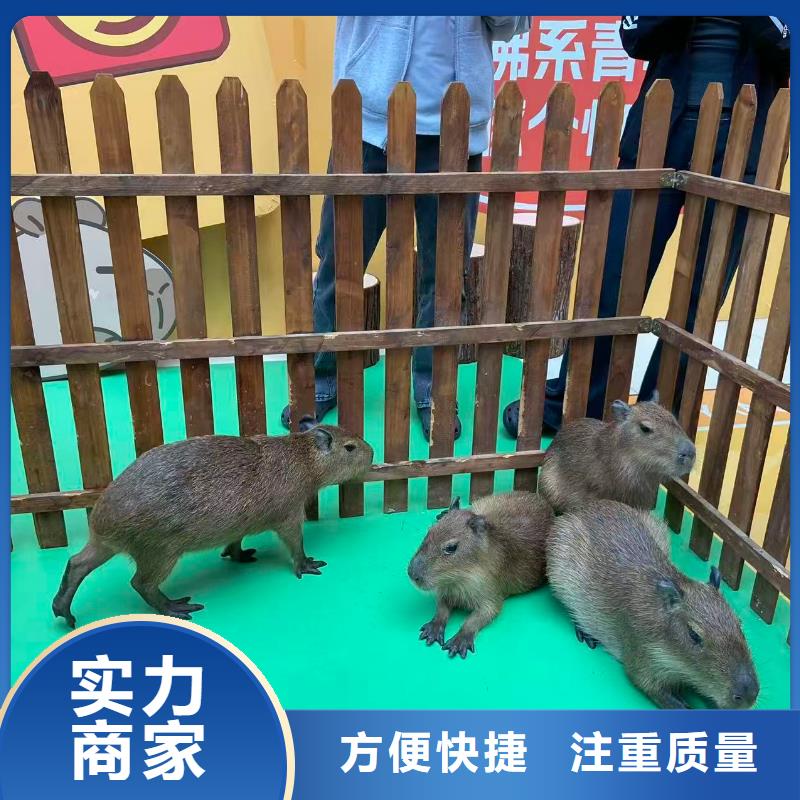 定做出租的生产厂家