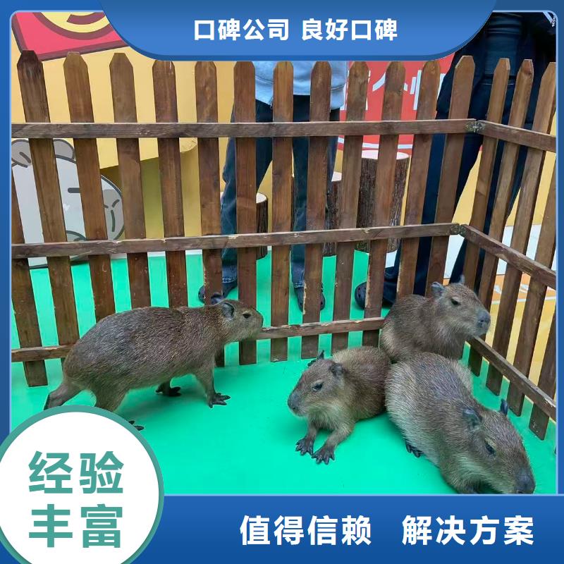 专业销售卡皮巴拉-保质