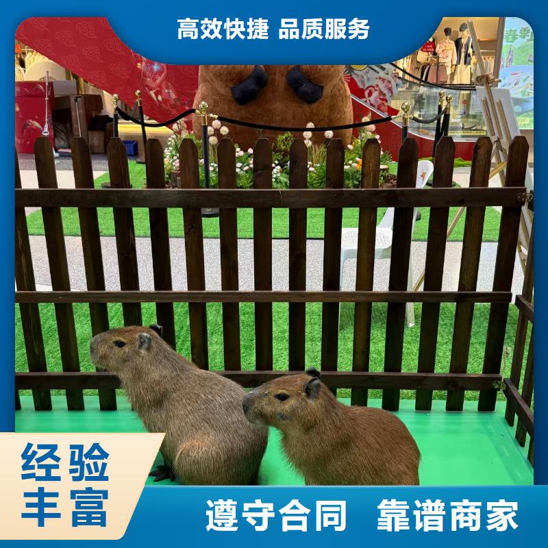 出租优势生产厂家-发货及时