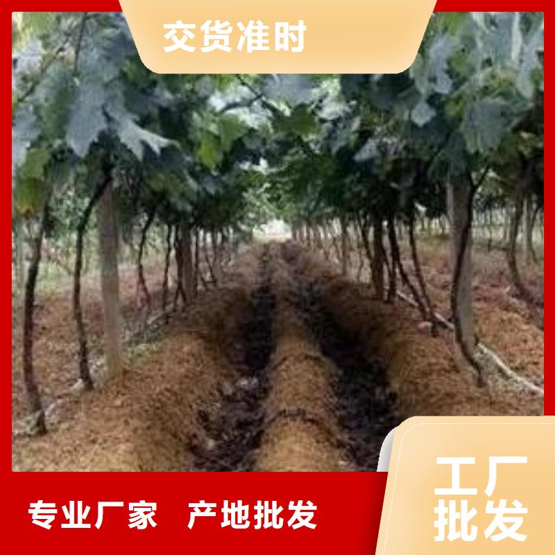 临高县鸡粪有机肥壮苗