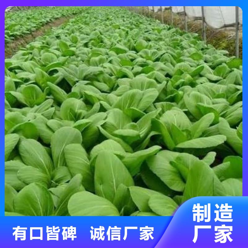 有机肥蔬菜种植好肥料