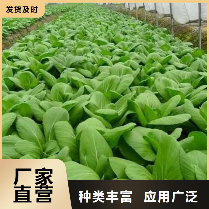 临高县鸡粪有机肥壮苗