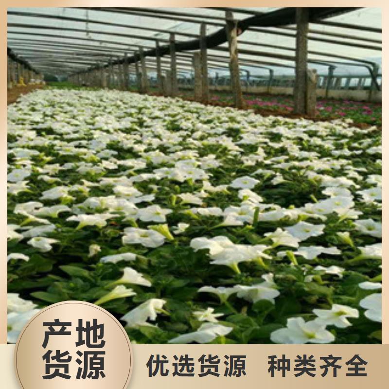 时令草花宿根花卉基地 现货供应