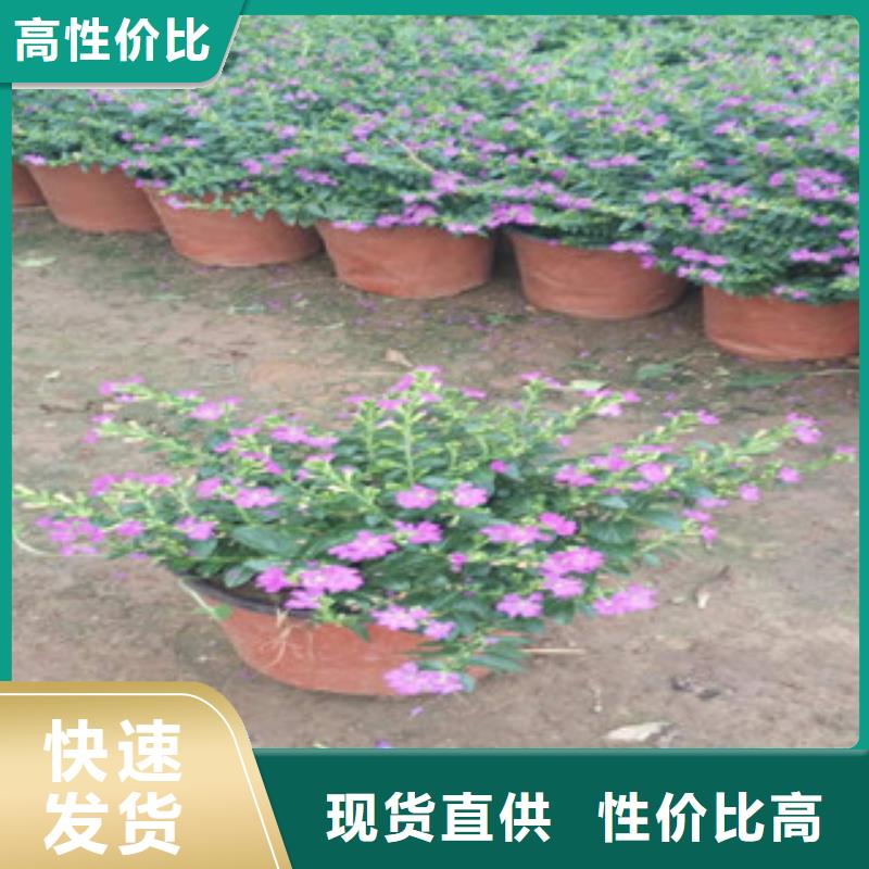 时令草花宿根花卉基地 现货供应