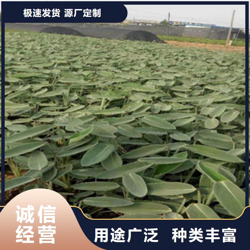 宿根花卉_水生植物/荷花睡莲保障产品质量