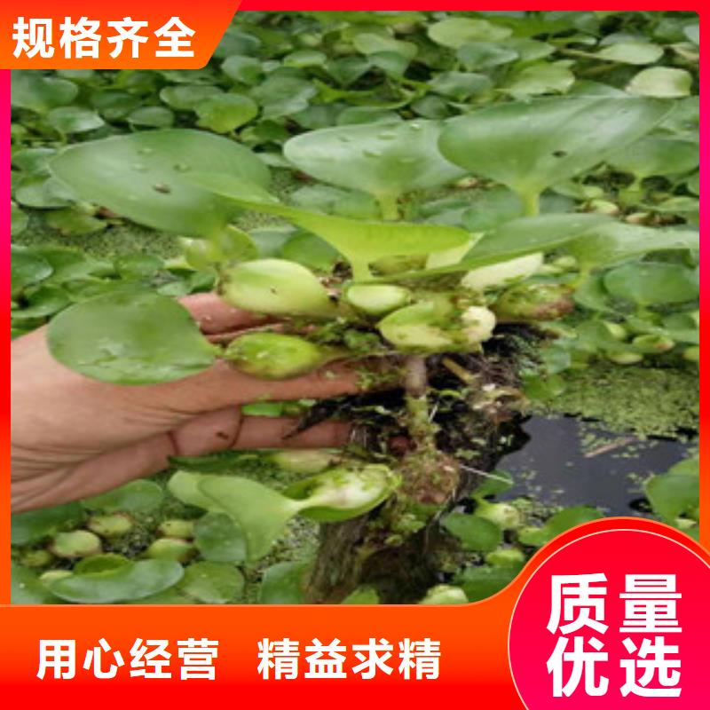 宿根花卉_水生植物/荷花睡莲保障产品质量
