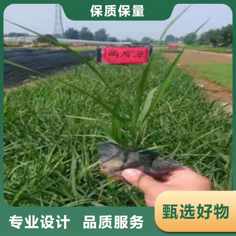 宿根花卉_水生植物/荷花睡莲保障产品质量