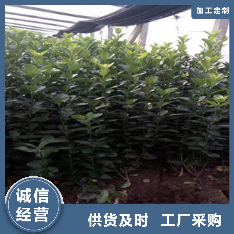 宿根花卉_水生植物/荷花睡莲保障产品质量